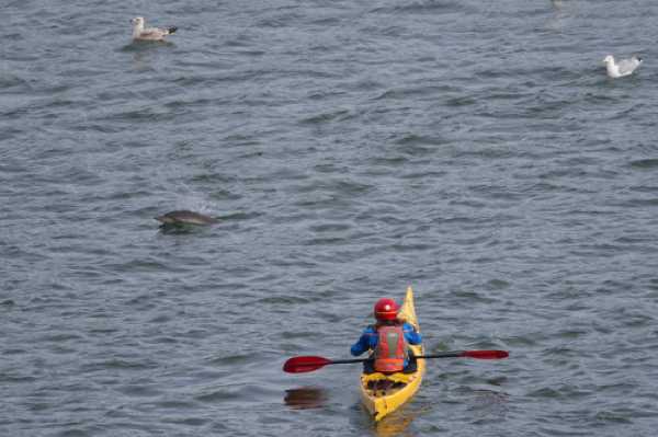 17 January 2021 - 11-02-36
Totally at ease with the few kayakers, the dolphins were looking for just one thing. Food.
--------------------------
Dolphins in the river Dart, Dartmouth